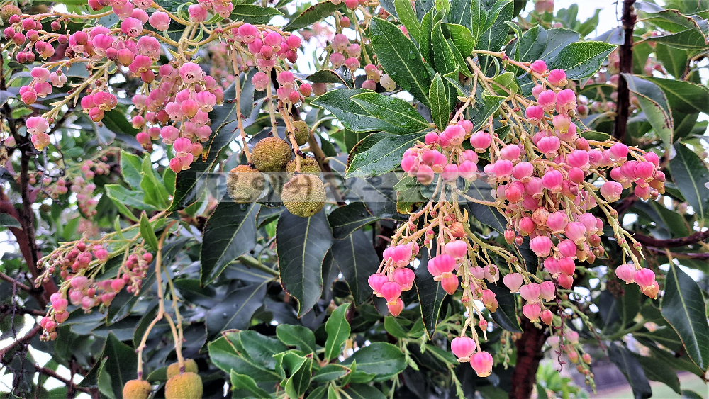 Crying in the Shadows