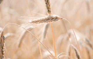 카뮤트 효소와 효능