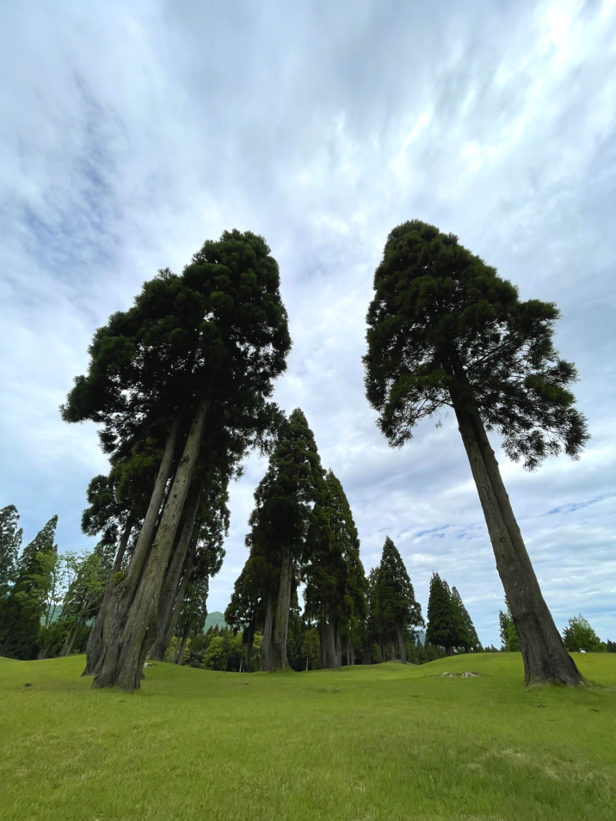 아소 그랜드브리오 골프장 코스중 삼나무