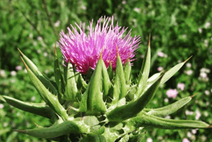 밀크씨슬 효과09