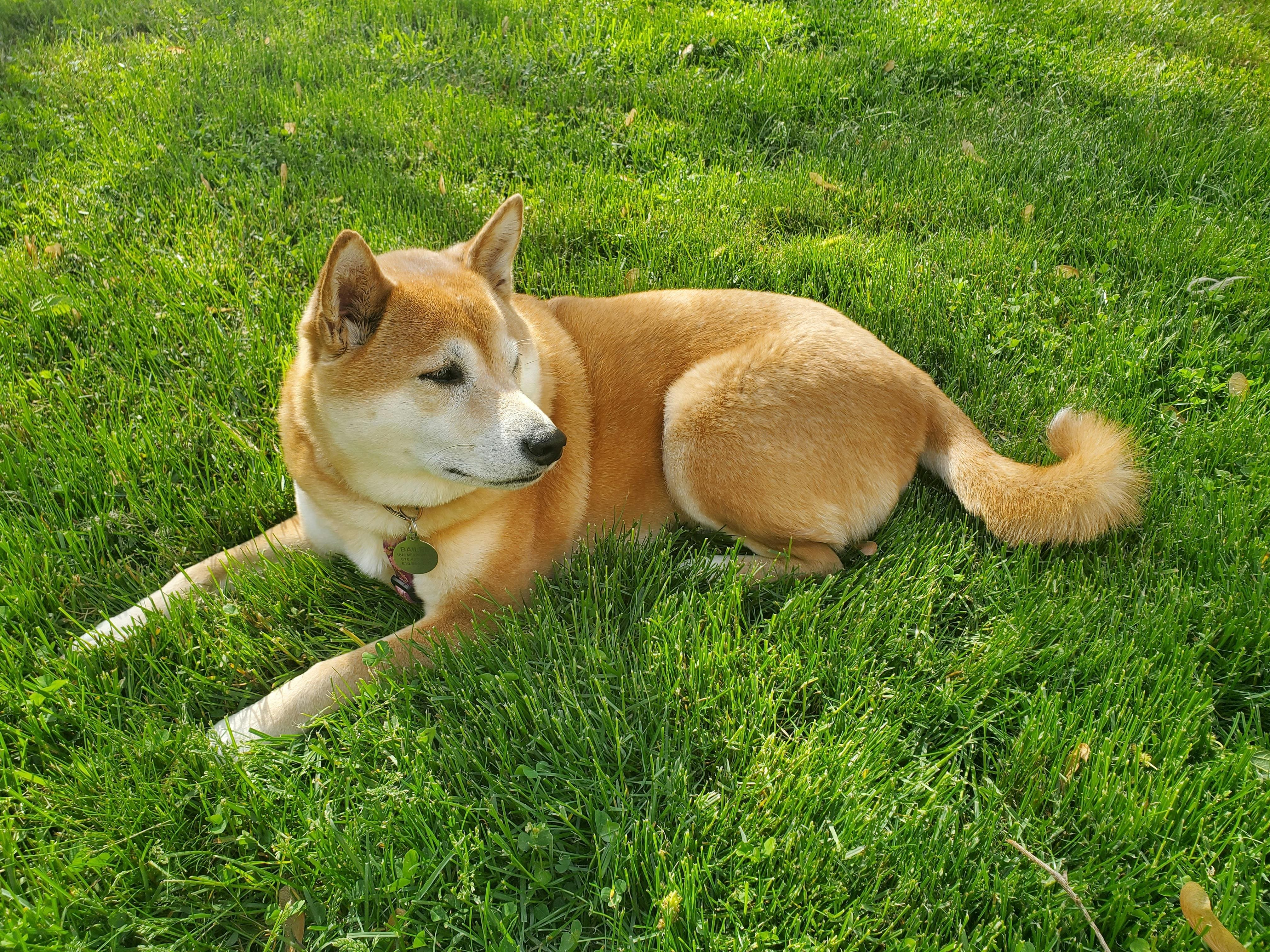 강아지 장례식장 비용