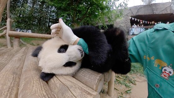 신한은행 푸바오 적금 챌린지 