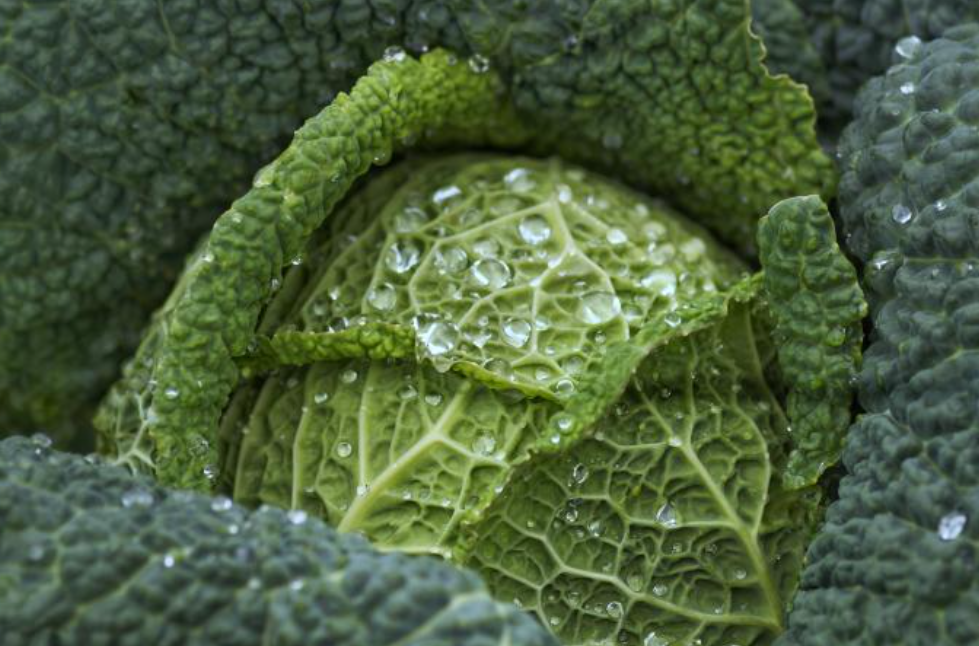 양배추 효능 10가지