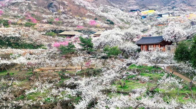 광양매화축제 2025 총정리 &ndash; 개화율&amp;#44; 교통&amp;#44; 주차&amp;#44; 입장료 정보