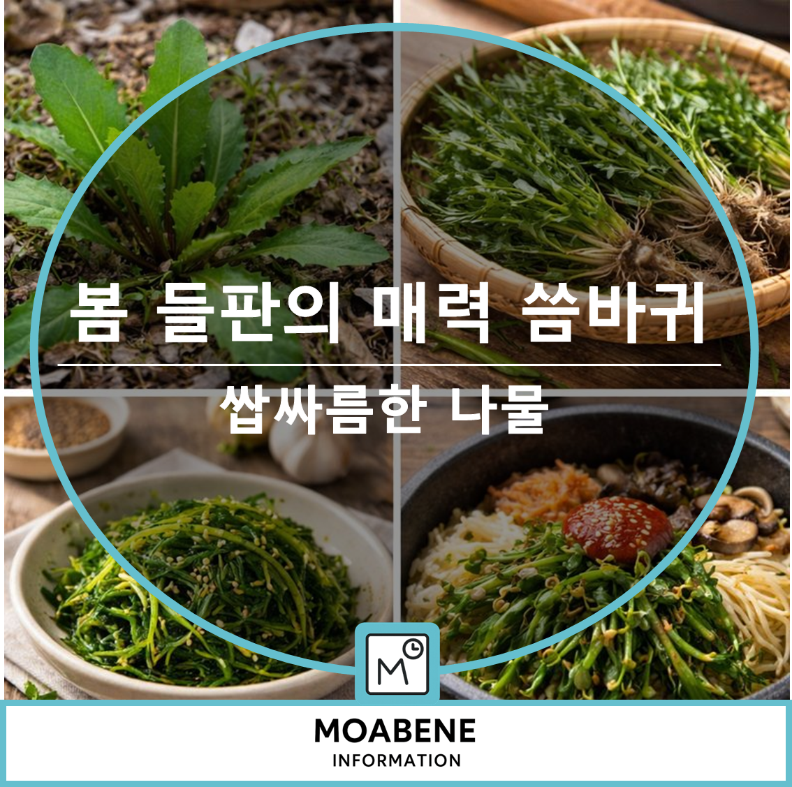 봄 들판의 쌉싸름한 매력, 씀바귀 알아두기