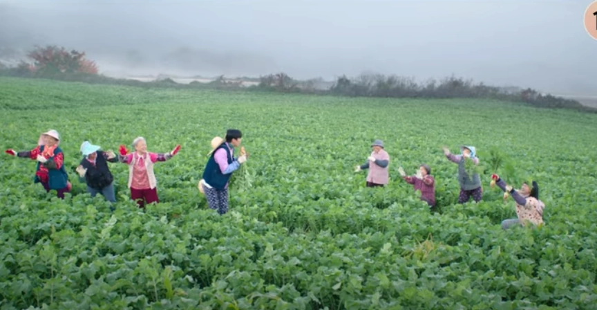 양구 펀치볼 시래기 농원
