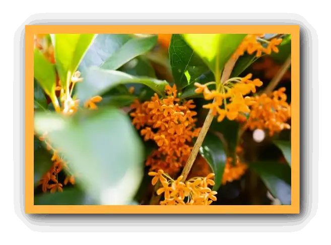 금목서 향기와 꽃말