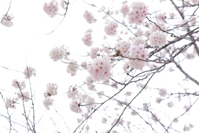 화담숲 벚꽃 예매