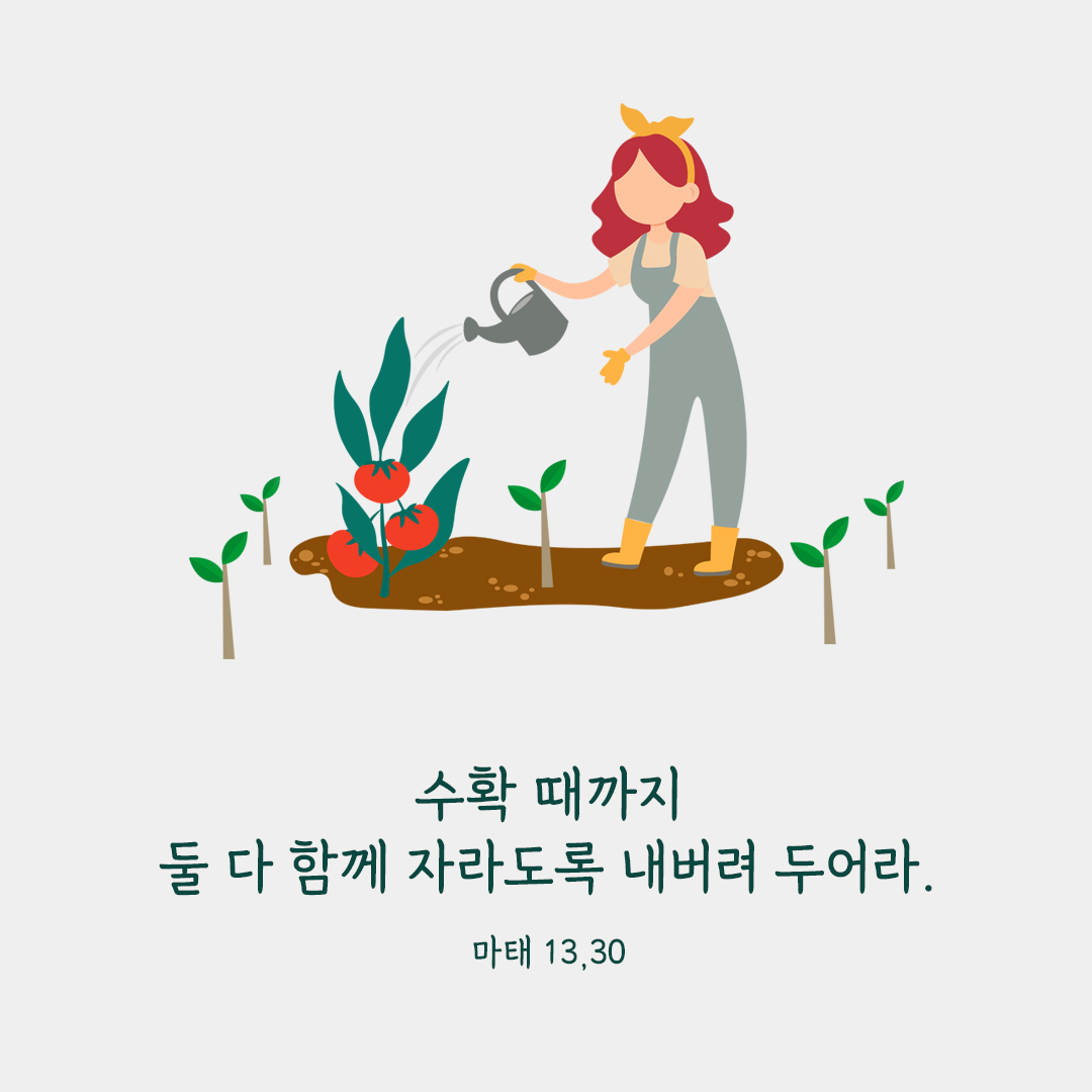 수확 때까지 둘 다 함께 자라도록 내버려 두어라. (마태 13,30) 마태오복음 성경 말씀 카드 이미지 다운로드