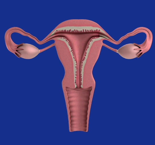 배란이 이루어지는 과정과 배란 장애