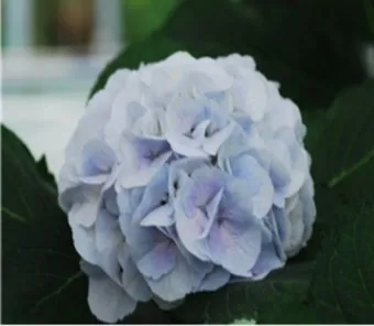 8월에 피는 꽃 이름 종류별 특징 정리 보기_17