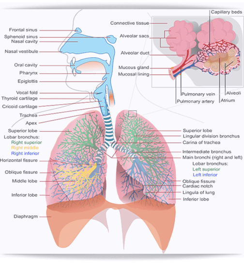 폐색전증 원인 및 증상과 치료