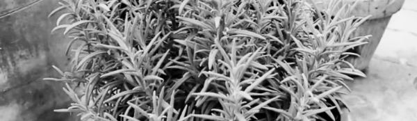 로즈마리 물주기