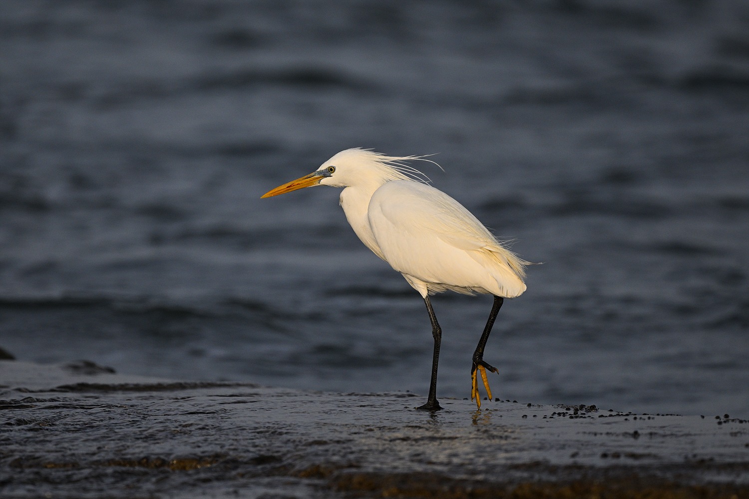 노랑부리백로 서식지와 멸종 위기 원인|2025 보호정책 정리