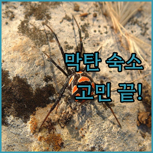 세부 막탄 숙소 고민 끝! 내 여행에