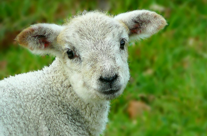 2025년 6월 양띠 생년별 운세