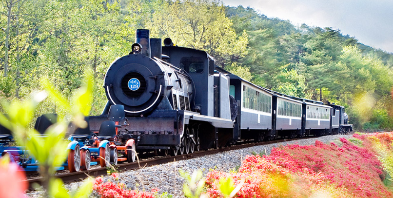 곡성 세계장미축제 개화상황