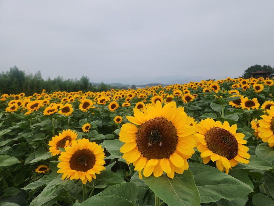 강주해바라기마을