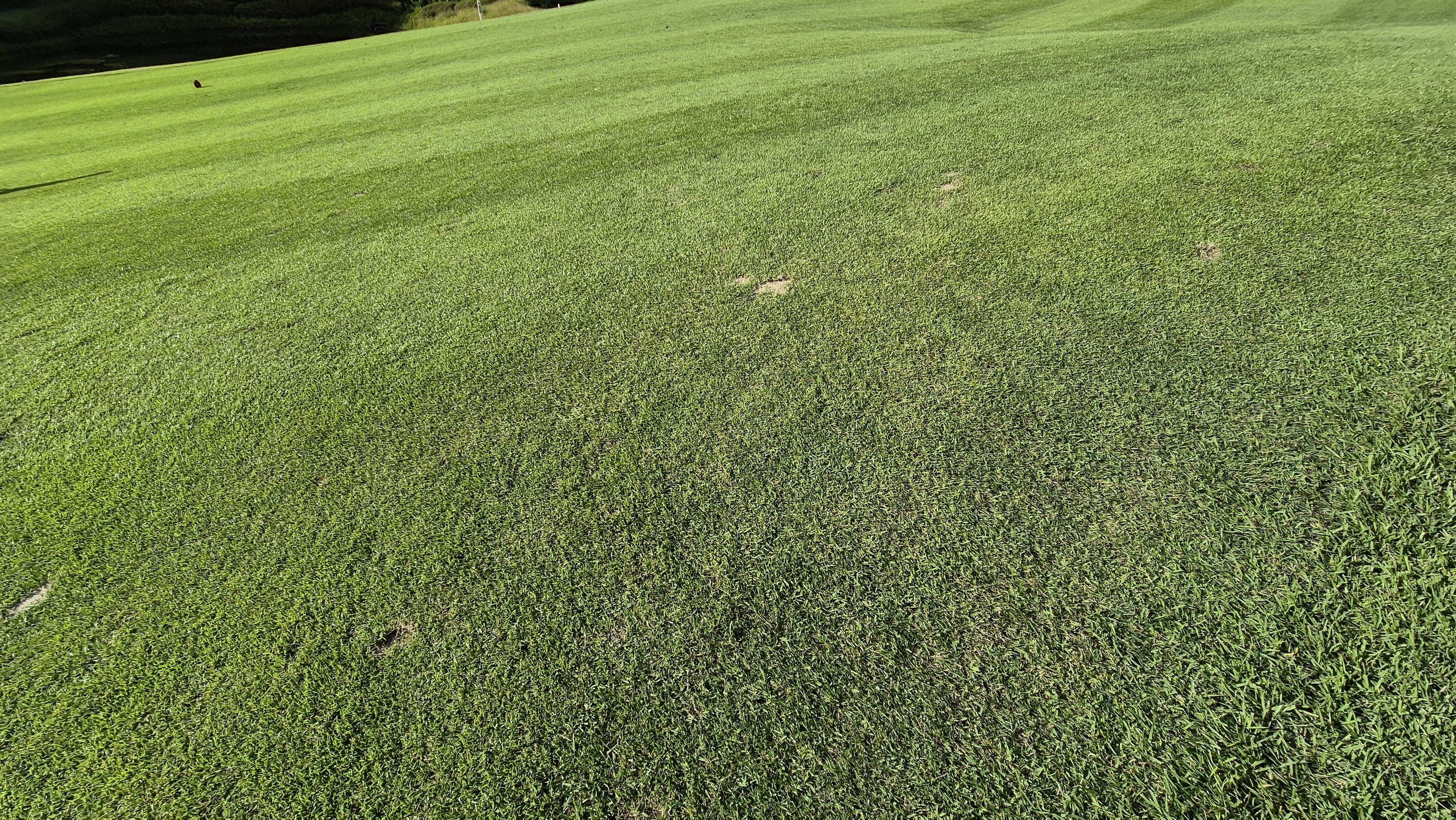 오크힐스cc 코스관리 상태