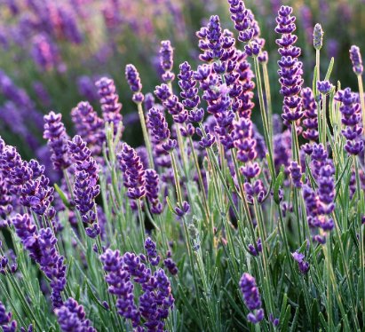 라벤더 아로마 에센셜오일 활용 블렌딩