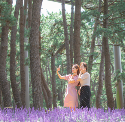 제3회 장항 맥문동 꽃축제