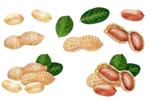 풍부한 영양소가 매력 땅콩