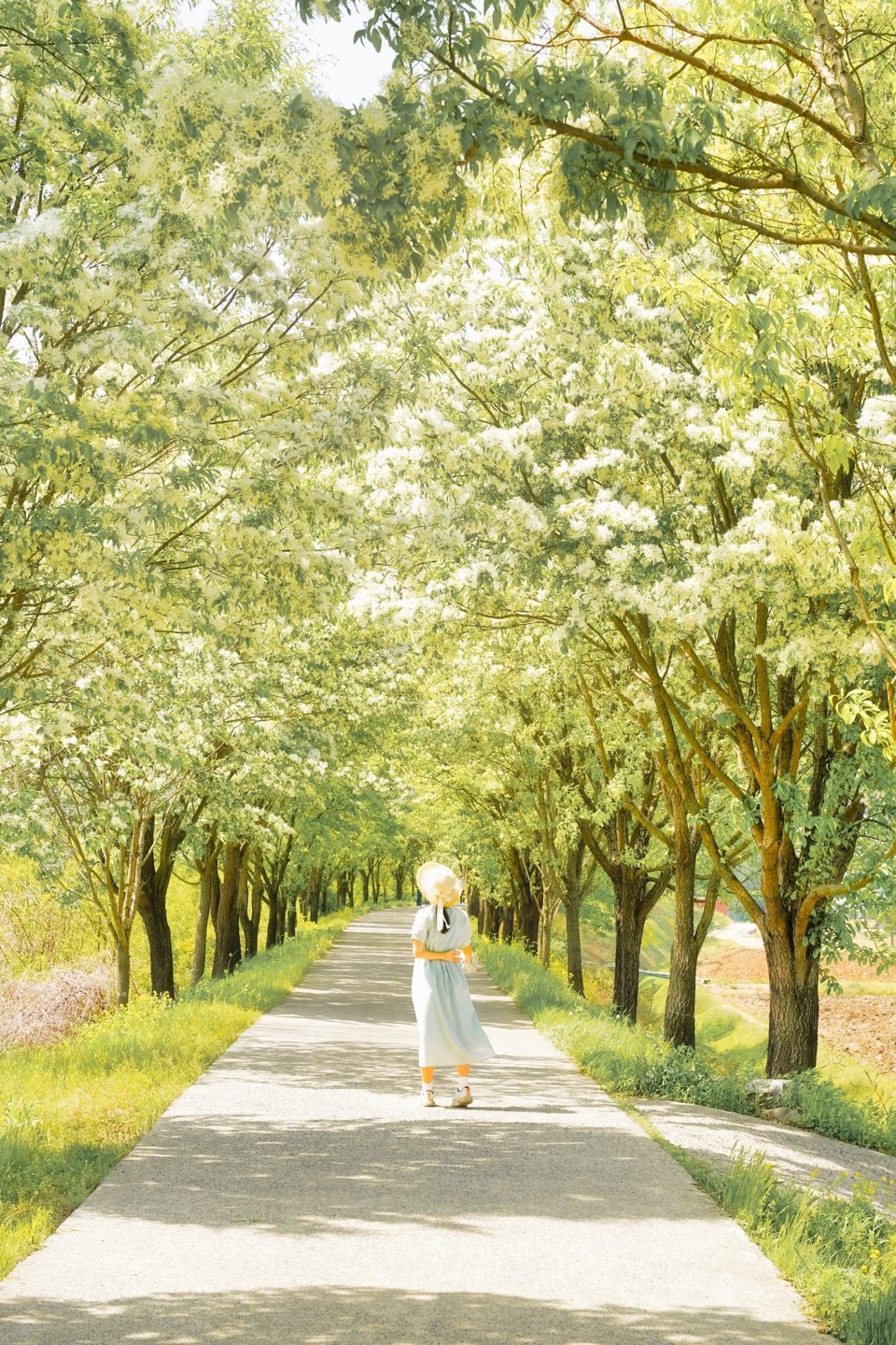 이팝나무길