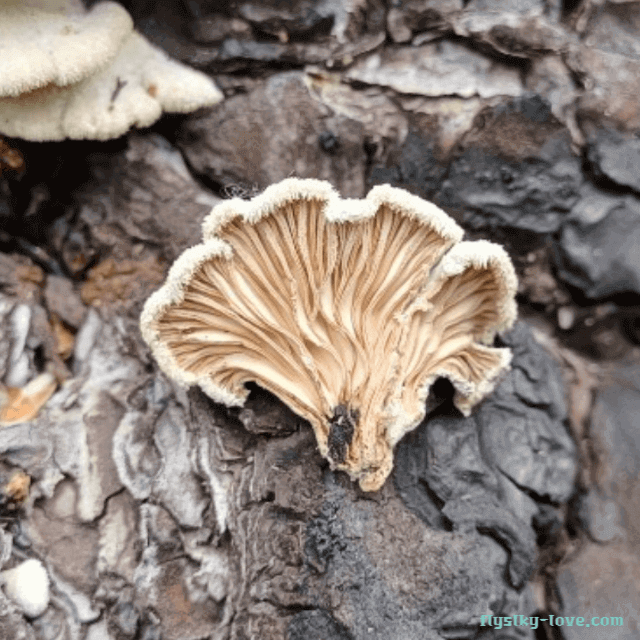 피부 재생에 효과적인 치마버섯