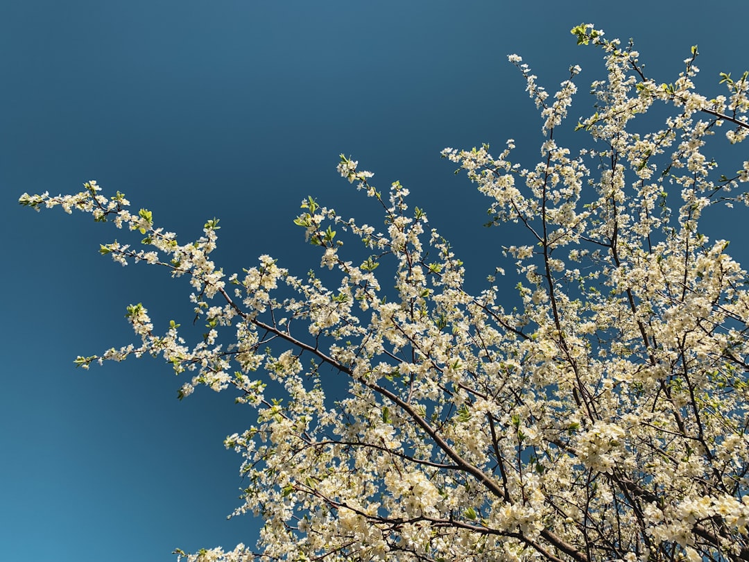 Cherry blossom.