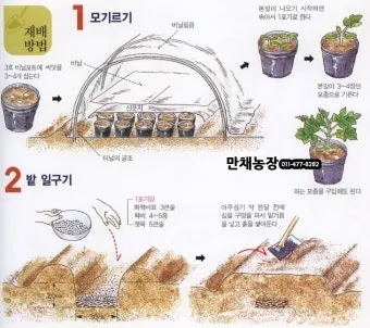 수세미 재배 덩굴 유인 통풍 관리 수확 건조_12