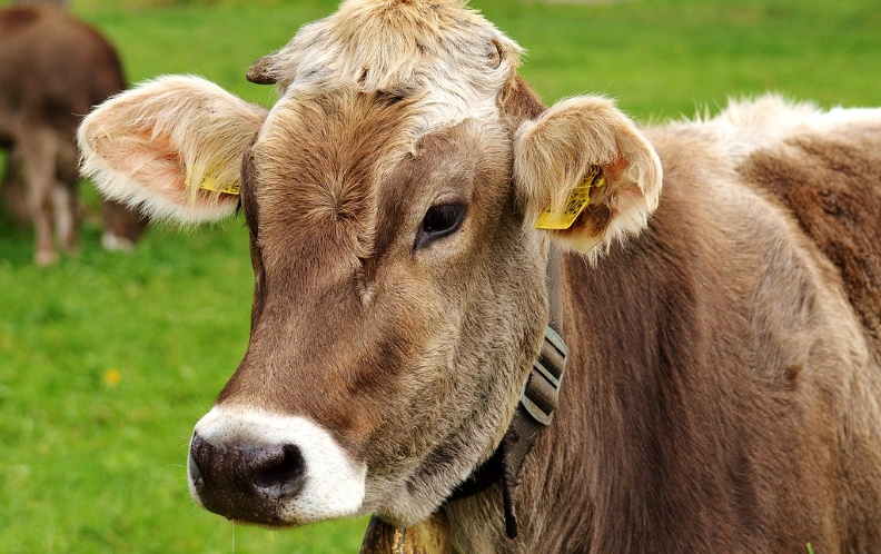 2023년 소띠운세