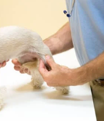 강아지 퇴행성 관절염 증상 및 관리 방법은 이렇게