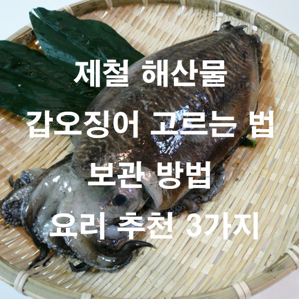 제철 해산물 갑오징어 고르는 법 보관 방법 요리 추천 3가지
