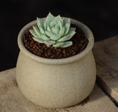 에케베리아-출처픽사베이