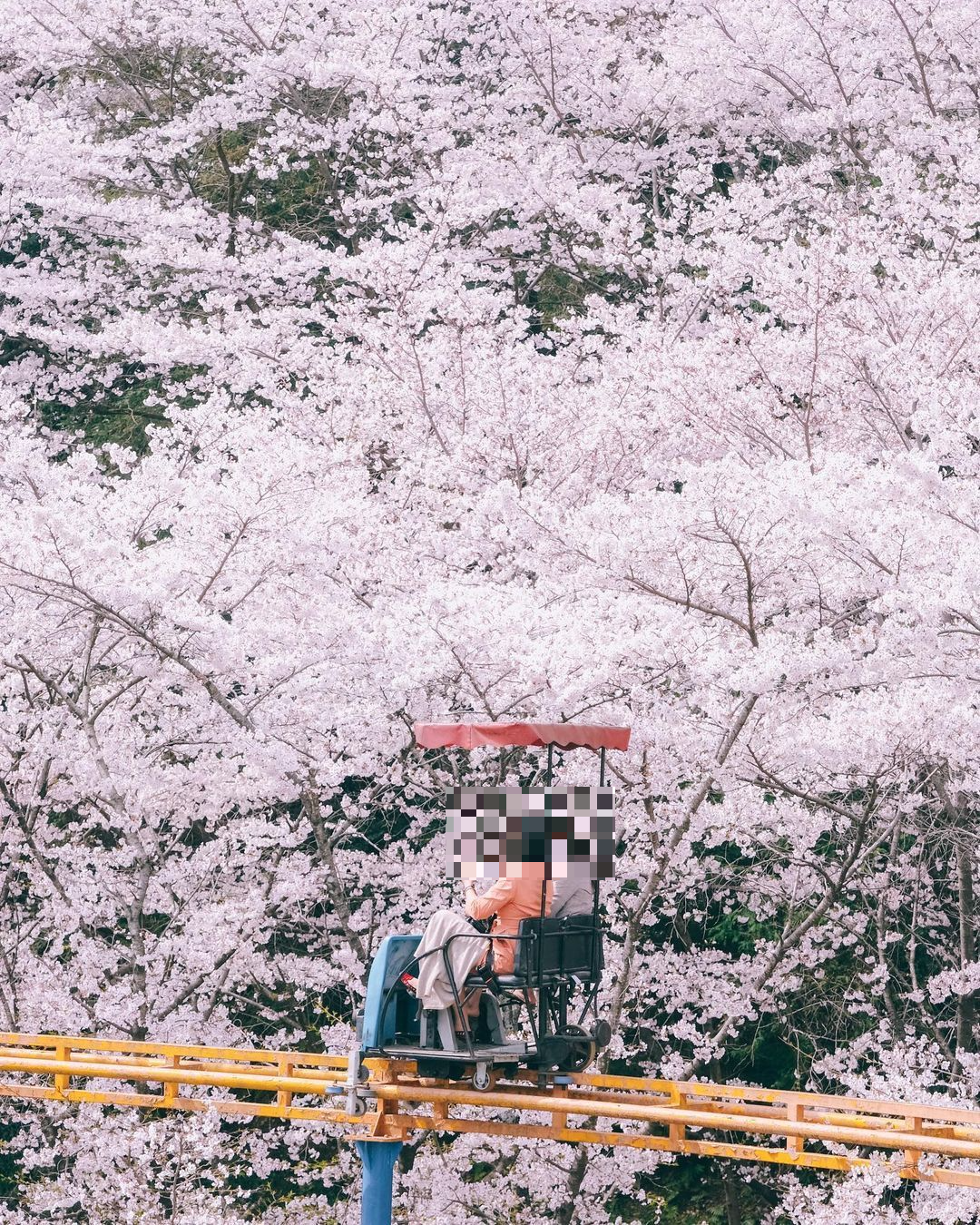 벚꽃 개화시기와 벚꽃명소 중외공원