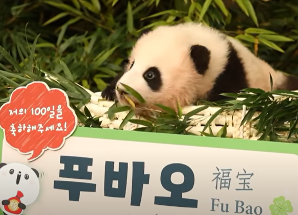 푸바오 백일잔치