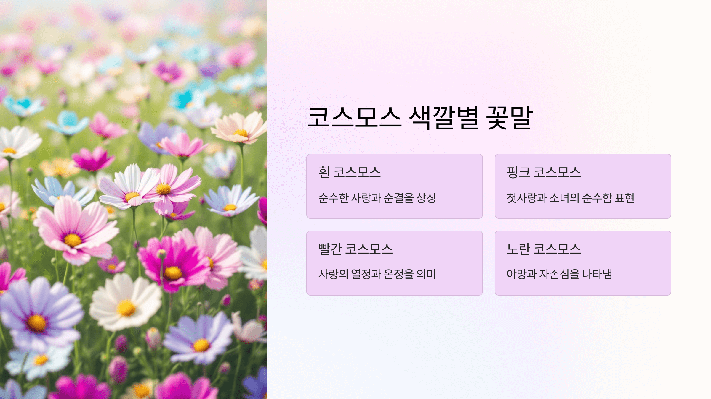 코스모스 사진입니다.