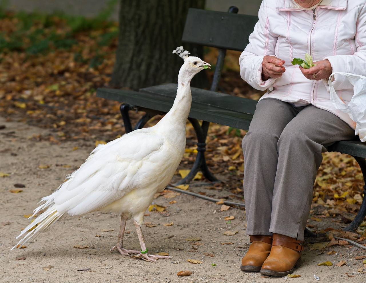 치매 초기 증상