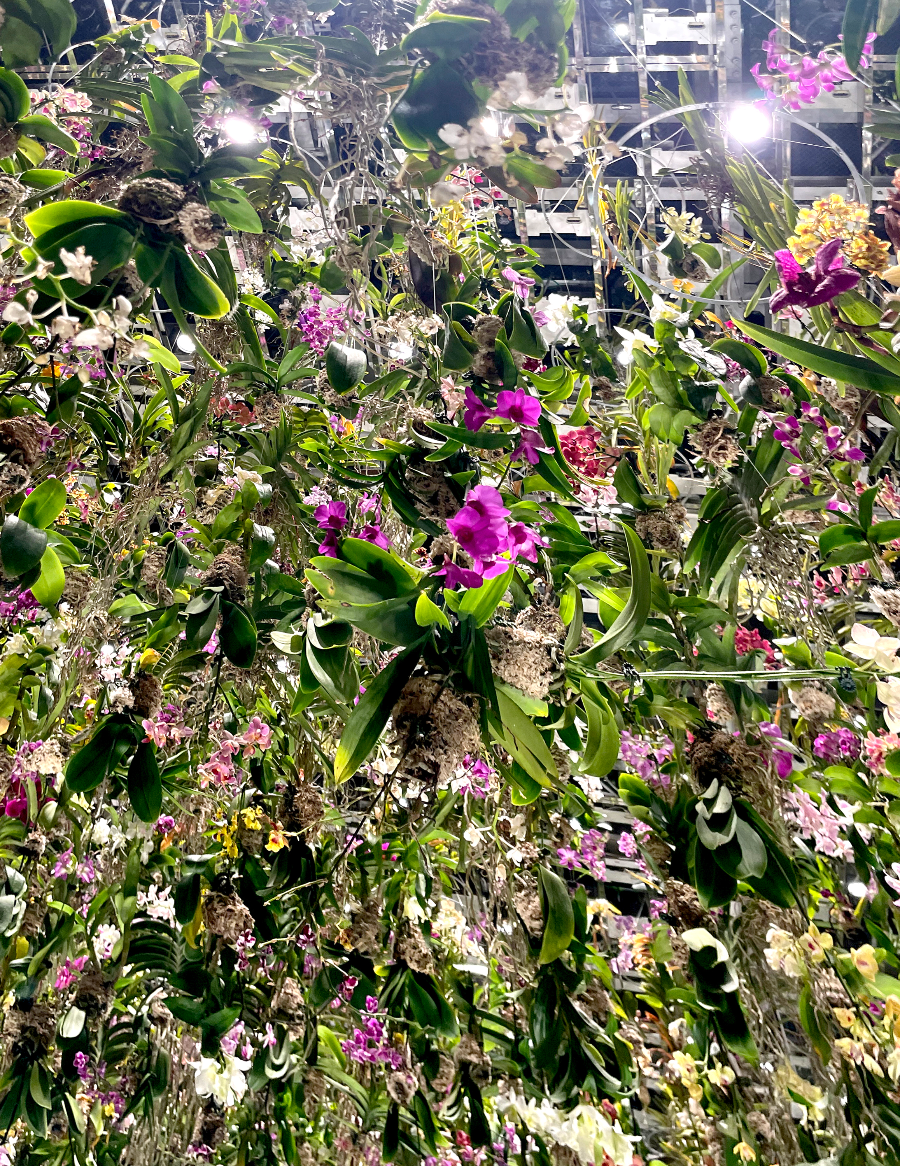 팀랩플래닛 관람 꽃과 나와 하나의 뿌리, 정원은 나와 하나의 몸