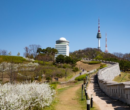 벚꽃