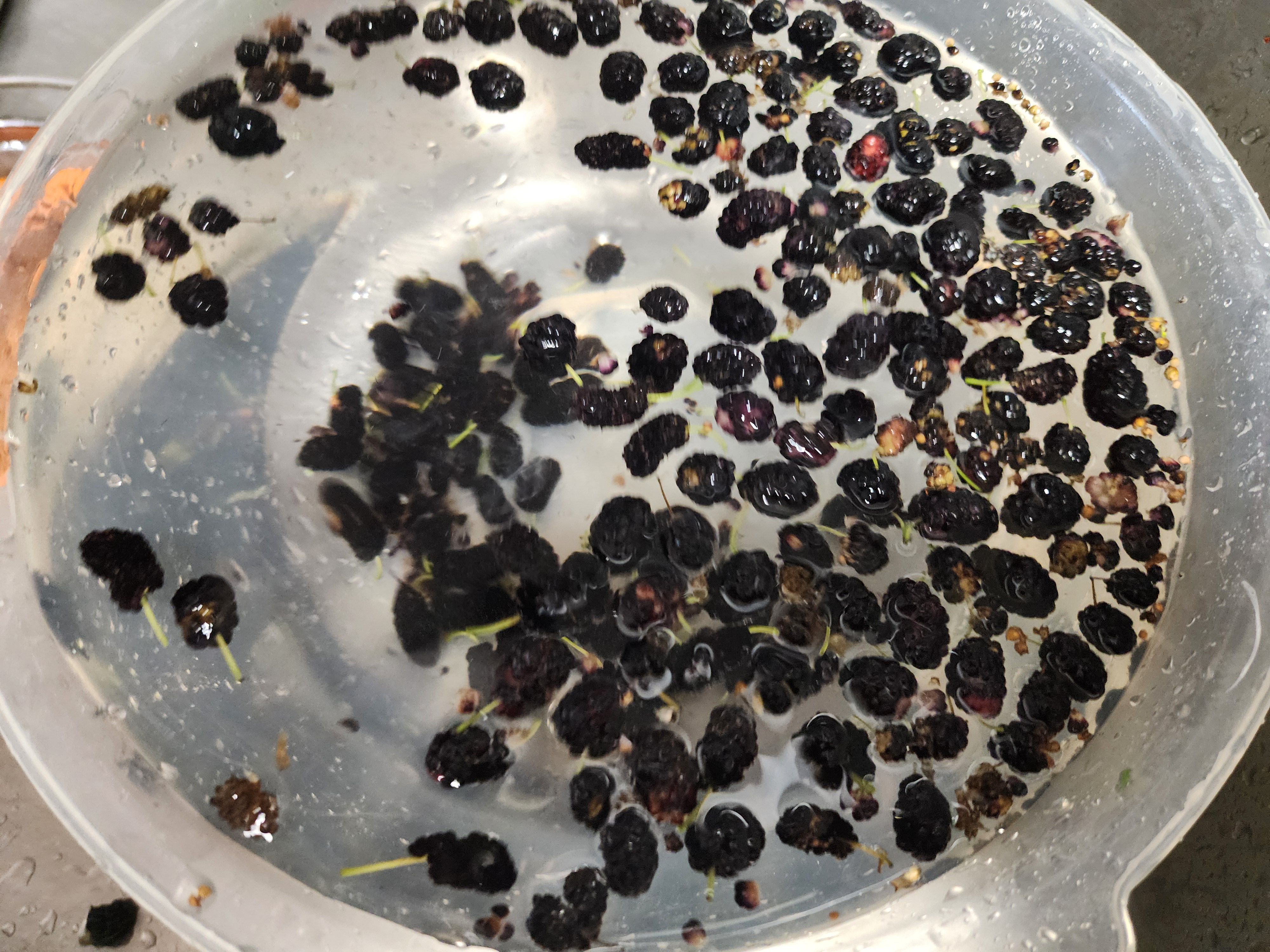 오디잼 만드는 방법&amp;#44; 제철 오디쨈 만들기