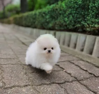 포메라니안 가격 성격 털빠짐 수명 미용_13