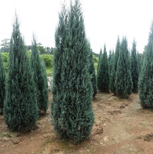 측백나무 종류와 가격