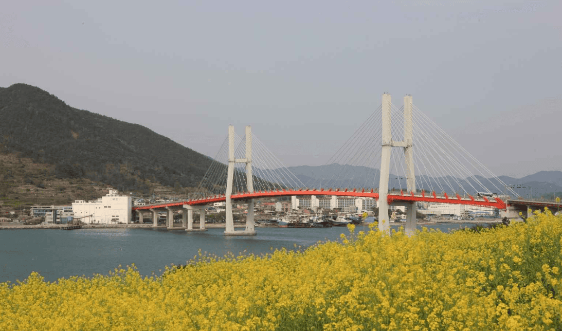 삼천포대교 유채꽃