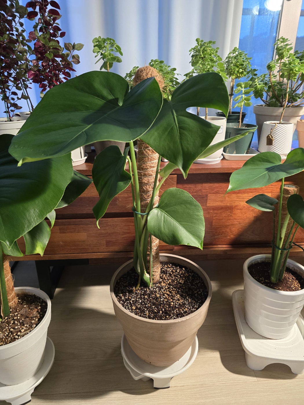 새잎은 찢잎일거에요