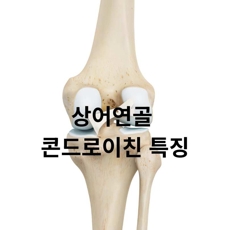 콘드로이친 소연골과 상어연골 차이