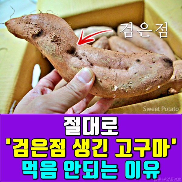 고구마 상한거,먹으면 안되는 고구마,상한 고구마 먹으면,고구마 변색,고구마 검은점 겉 곰팡이,팁줌 매일꿀정보