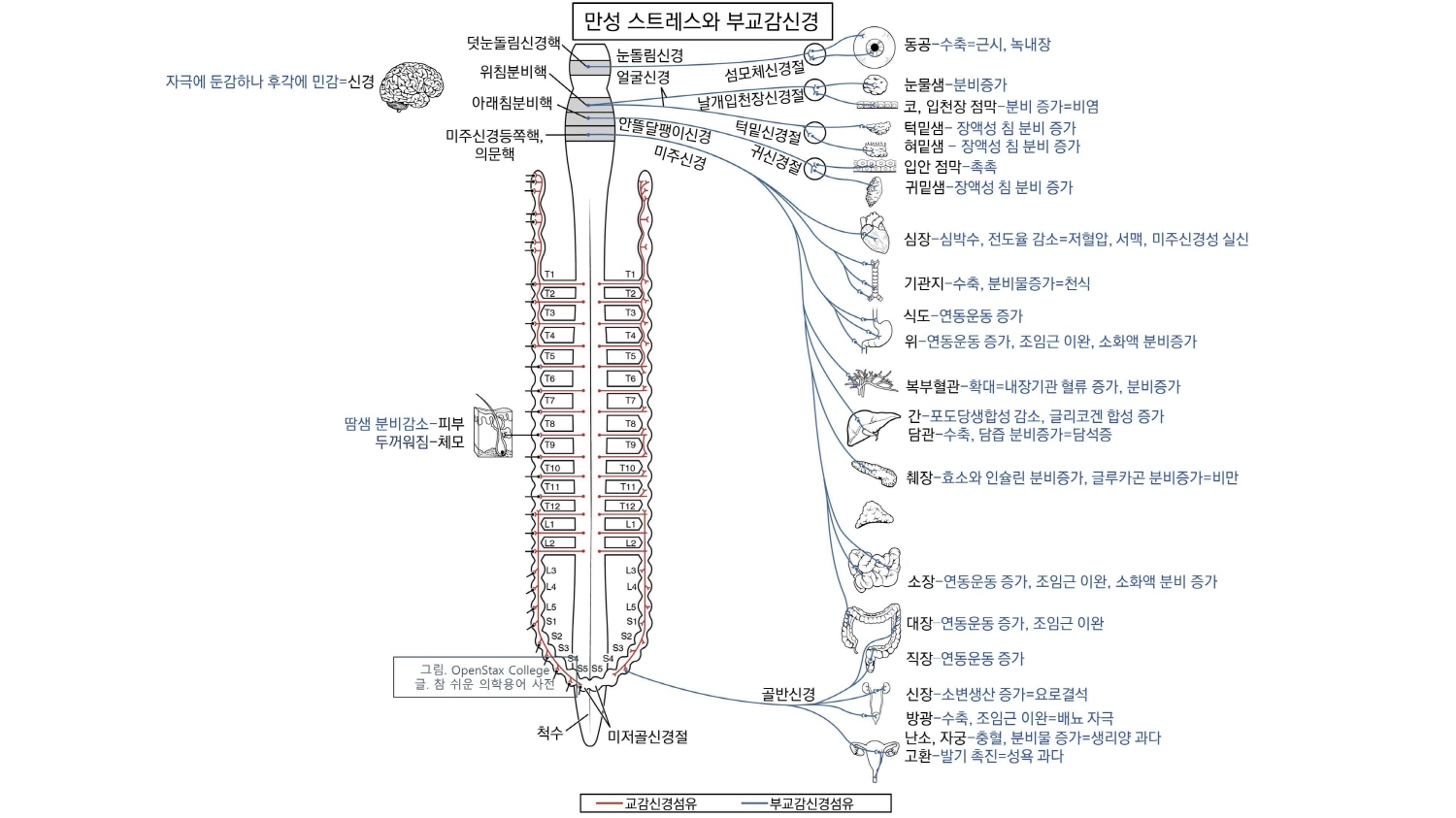 부교감신경 항진증상과 미주신경성 실신 원인