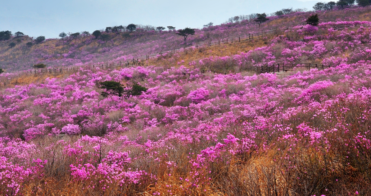 비슬산 참꽃 이미지