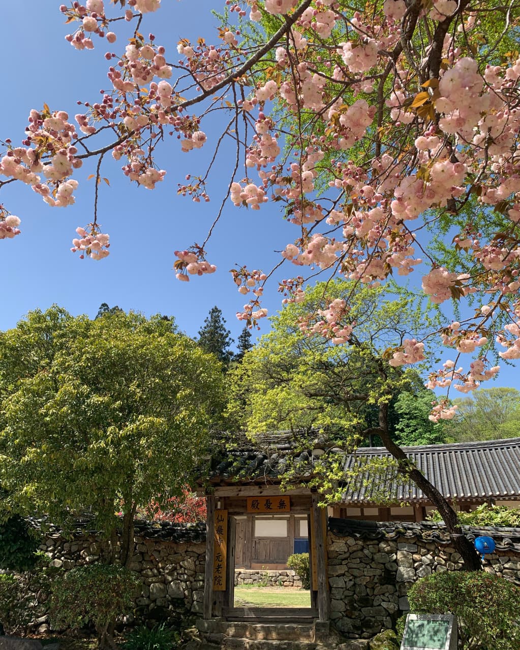 [4월 봄꽃 여행]순천 선암사❘진달래, 겹벚꽃, 홍매화, 개화시기